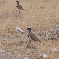 Vanellus coronatus