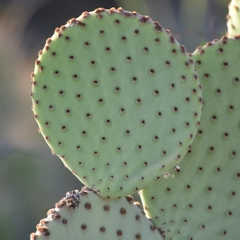 Opuntia rufida