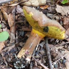 Cyanoboletus pulverulentus