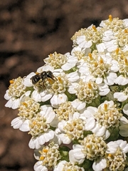 Halictus tripartitus