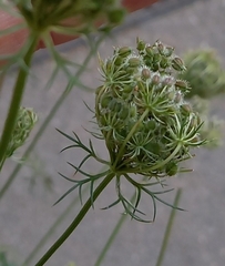 Daucus carota