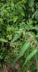 Urtica dioica