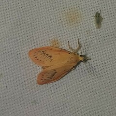 Miltochrista miniata