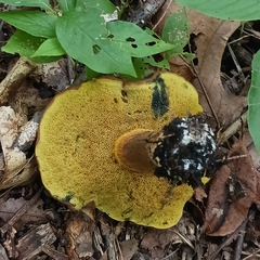 Cyanoboletus pulverulentus