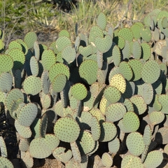 Opuntia rufida
