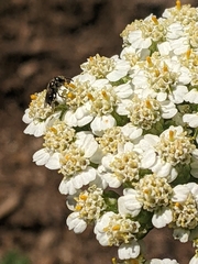 Halictus tripartitus