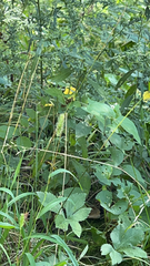 Elymus virginicus
