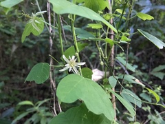Passiflora pavonis