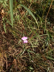 Dianthus caucaseus