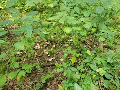 Ampulloclitocybe clavipes