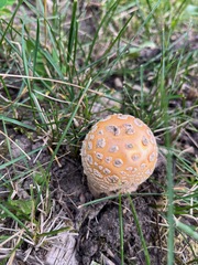 Amanita muscaria