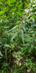 Urtica dioica