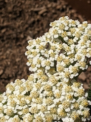 Halictus tripartitus