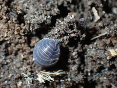 Cylisticus convexus