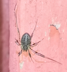 Oligolophus tridens
