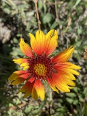 Gaillardia aristata