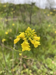 Brassica rapa