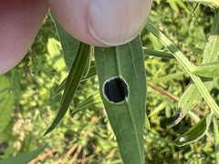 Asteromyia euthamiae