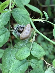 Mastophora phrynosoma