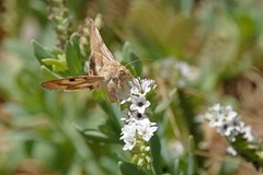 Heliothis phloxiphaga