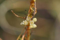 Cuscuta pentagona