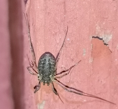 Oligolophus tridens