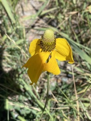 Ratibida columnifera