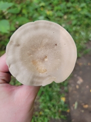 Ampulloclitocybe clavipes