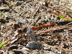 Sympetrum vicinum
