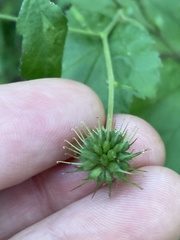 Geum