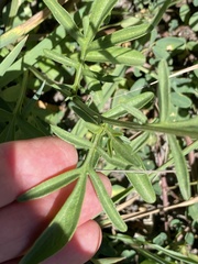 Ratibida columnifera