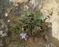 Campanula
