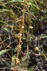 Cuscuta pentagona
