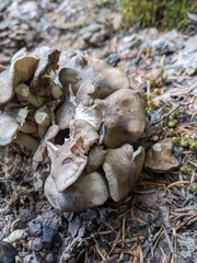 Lyophyllum