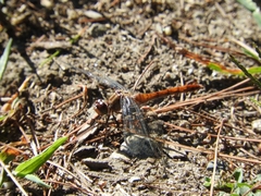 Sympetrum vicinum