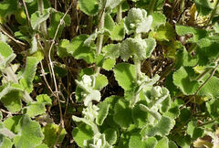 Pseudodictamnus acetabulosus