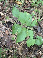 Geum