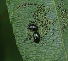 Phratora