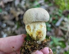 Retiboletus