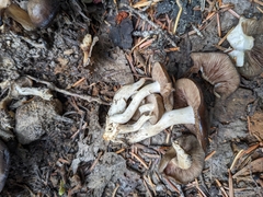 Lyophyllum