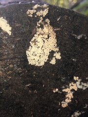 Hemitrichia calyculata