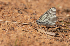 Aporia crataegi