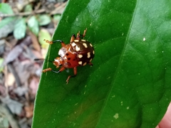 Iphiclus vigintipunctatus