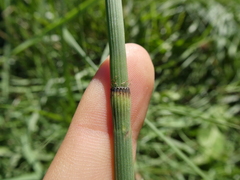 Equisetum ramosissimum