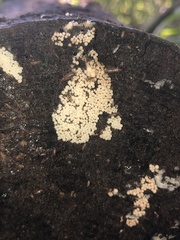 Hemitrichia calyculata