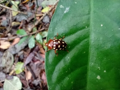 Iphiclus vigintipunctatus