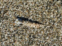 Sphingonotus caerulans