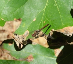 Sympetrum vicinum
