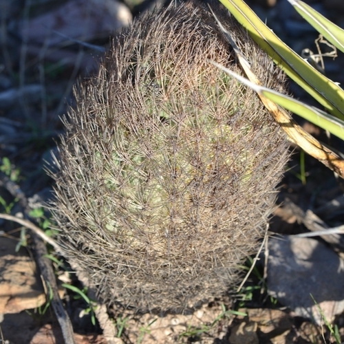 Sclerocactus unguispinus
