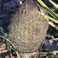 Echinomastus durangensis